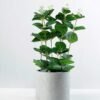30cm Eucalyptus Artificial Plant  in Paper Pulp pot
