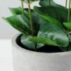 30cm Eucalyptus Artificial Plant  in Paper Pulp pot