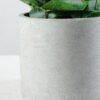 30cm Eucalyptus Artificial Plant  in Paper Pulp pot