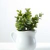 15cm Eucalyptus Artificial Plant  in Ceramic pot 1 15cm Eucalyptus Artificial Plant  in Ceramic pot