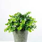22cm Eucalyptus Artificial Plant  in Paper Pulp pot