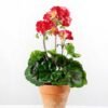 23cm Geranium Silk Flower  in Paper Pulp pot