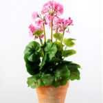 45cm Geranium Silk Flower  in Paper Pulp pot