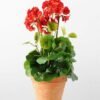 45cm Geranium Silk Flower  in Paper Pulp pot