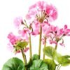 45cm Geranium Silk Flower  in Paper Pulp pot