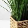 24cm Grass Artificial Plant  in Sea grass basket