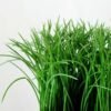 16cm Grass Artificial Plant  in Paper Pulp pot