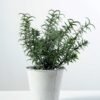 30cm Grass Silk Flower  in Burlap wrap 1 30cm Grass Silk Flower  in Burlap wrap