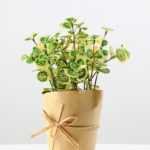 20cm Grass Artificial Plant  in Paper wrap pot