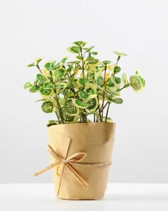 20cm Grass Artificial Plant  in Paper wrap pot