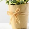 20cm Grass Artificial Plant  in Paper wrap pot