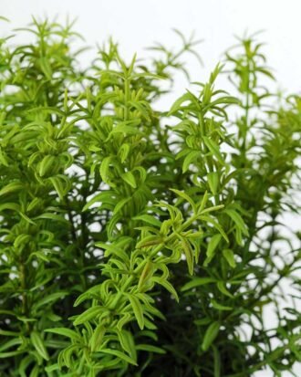 30cm Grass Artificial Plant  in Cement Pot