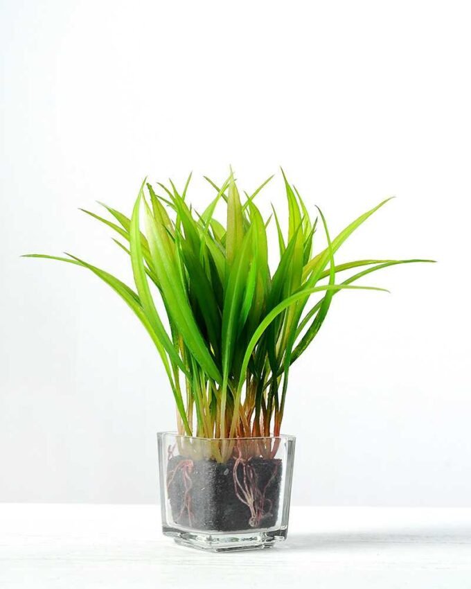 18cm Grass Artificial Plant  in Glass ware