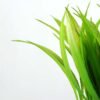 18cm Grass Artificial Plant  in Glass ware