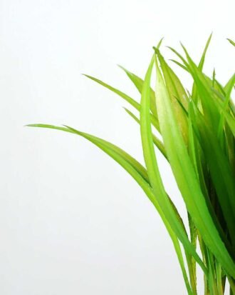 18cm Grass Artificial Plant  in Glass ware