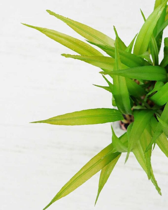 18cm Grass Artificial Plant  in Glass ware