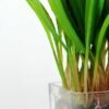 18cm Grass Artificial Plant  in Glass ware