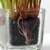 18cm Grass Artificial Plant  in Glass ware