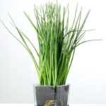 32cm Grass Artificial Plant  in Glass ware
