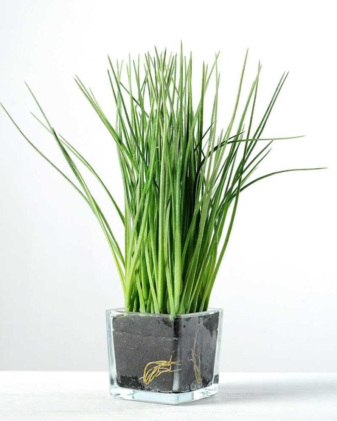 32cm Grass Artificial Plant  in Glass ware