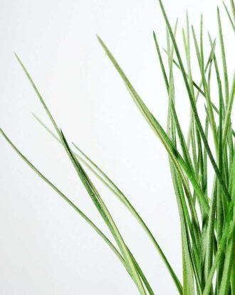 32cm Grass Artificial Plant  in Glass ware