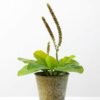 24cm Herba Plantaginis Artificial Plant  in Metal Pot