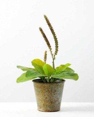 24cm Herba Plantaginis Artificial Plant  in Metal Pot