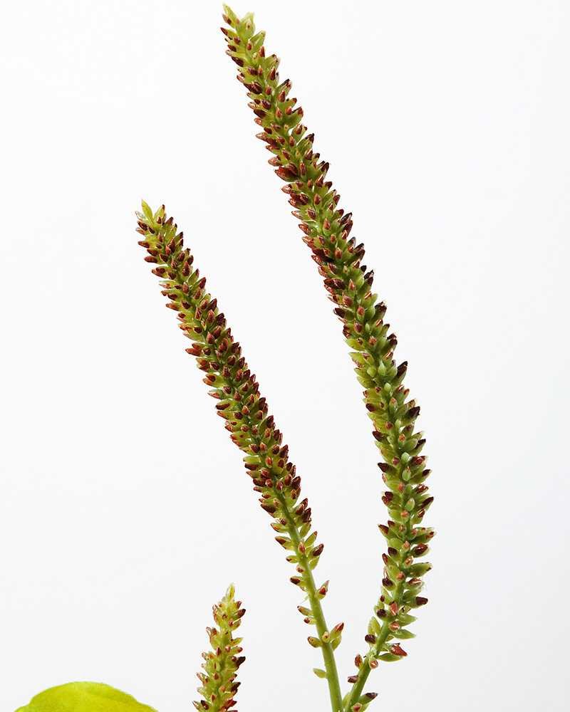 24cm Herba Plantaginis Artificial Plant in Metal Pot Silk Flowers