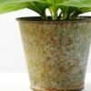 24cm Herba Plantaginis Artificial Plant  in Metal Pot
