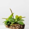 22cm Herba Plantaginis Artificial Plant  in Paper Pulp pot