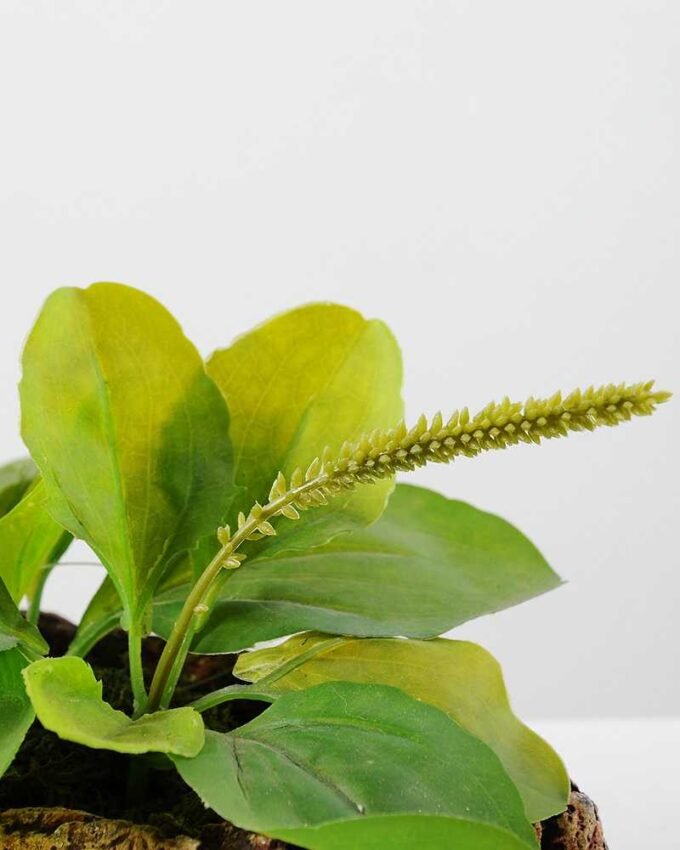 22cm Herba Plantaginis Artificial Plant  in Paper Pulp pot