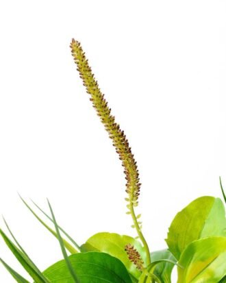 40cm Herba Plantaginis Artificial Plant  in Paper Pulp pot