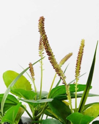 25cm Herba Plantaginis Artificial Plant  in Paper Pulp pot