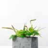 27cm Herba Plantaginis Artificial Plant in Paper Pulp pot 1 27cm Herba Plantaginis Artificial Plant in Paper Pulp pot