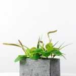 27cm Herba Plantaginis Artificial Plant  in Paper Pulp pot