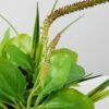 27cm Herba Plantaginis Artificial Plant in Paper Pulp pot 2 27cm Herba Plantaginis Artificial Plant in Paper Pulp pot