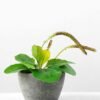 17cm Herba Plantaginis Artificial Plant  in Paper Pulp pot