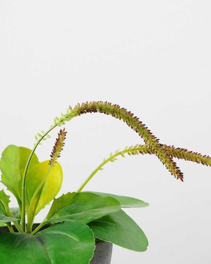 17cm Herba Plantaginis Artificial Plant  in Paper Pulp pot