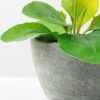 17cm Herba Plantaginis Artificial Plant  in Paper Pulp pot