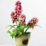 32cm Hyacinth Silk Flower  in Paper Pulp pot