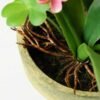 32cm Hyacinth Silk Flower  in Paper Pulp pot