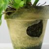 32cm Hyacinth Silk Flower  in Paper Pulp pot