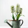 28cm Hyacinth Silk Flower  in Metal Watering Can 1 28cm Hyacinth Silk Flower  in Metal Watering Can