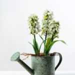 28cm Hyacinth Silk Flower  in Metal Watering Can
