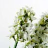 28cm Hyacinth Silk Flower  in Metal Watering Can 2 28cm Hyacinth Silk Flower  in Metal Watering Can