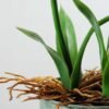 28cm Hyacinth Silk Flower  in Metal Watering Can 4 28cm Hyacinth Silk Flower  in Metal Watering Can