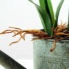 28cm Hyacinth Silk Flower  in Metal Watering Can 5 28cm Hyacinth Silk Flower  in Metal Watering Can