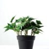 15cm Green Ivy Artificial Plant  in Plastic pot 1 15cm Green Ivy Artificial Plant  in Plastic pot