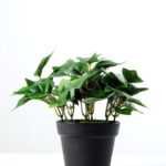 15cm Green Ivy Artificial Plant  in Plastic pot