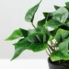 15cm Green Ivy Artificial Plant  in Plastic pot 3 15cm Green Ivy Artificial Plant  in Plastic pot